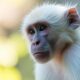 Exploring the Wonders of Albino-Monkey.net Travel Archives